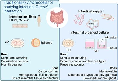 Murine colon organoids as a novel model to study Trypanosoma cruzi infection and interactions with the intestinal epithelium